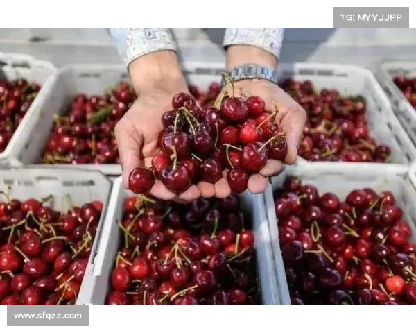 笑sⅰ与土耳其超市车厘子柄的奇妙搭配：你知道这些“附加值”竟能赚钱？